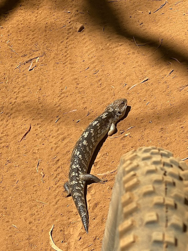 Blue Tounge on Mt George Trails