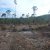 Recently harvested area at end of trail