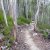 North South Track (Mt Wellington)